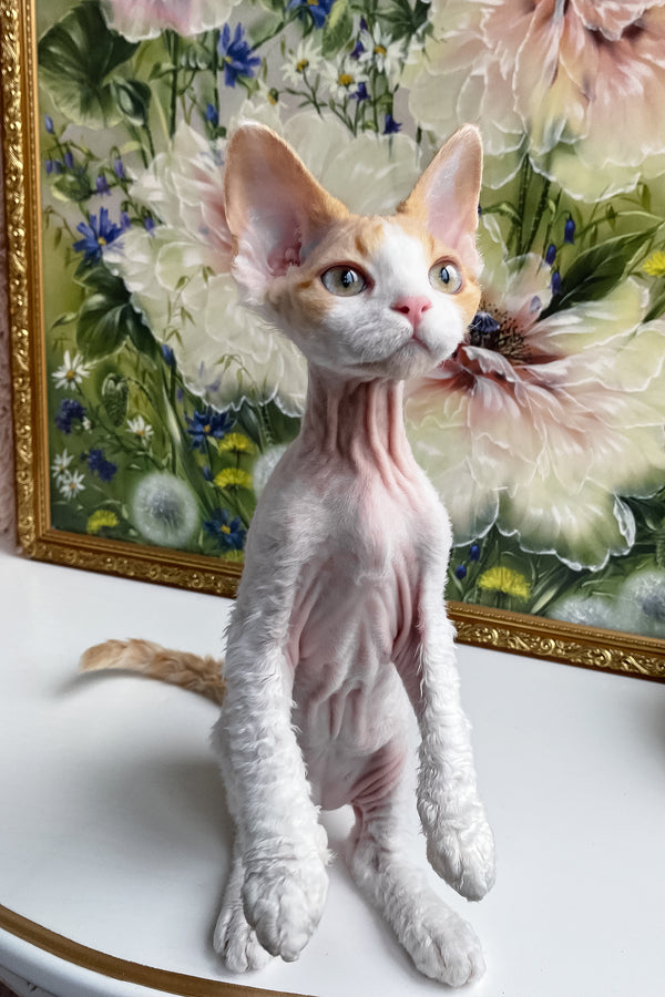 Melissa | Devon Rex Kitten
