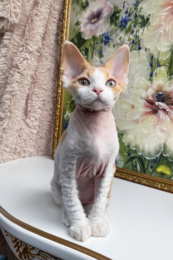 Melissa | Devon Rex Kitten