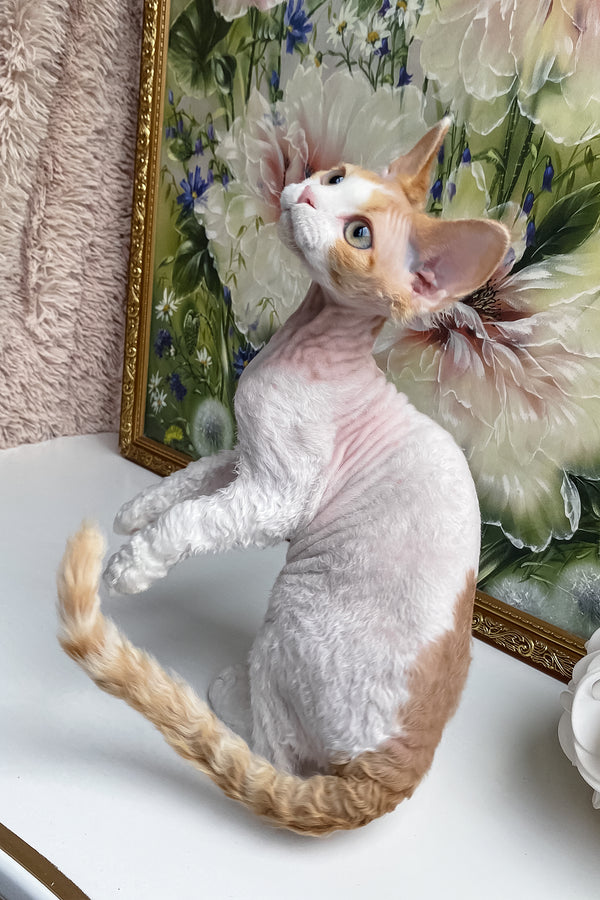 Melissa | Devon Rex Kitten