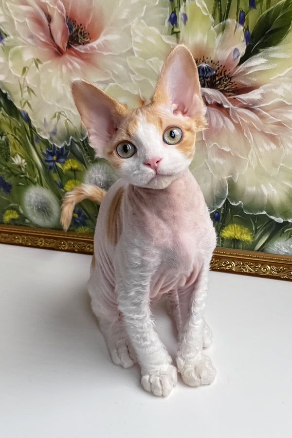 Melissa | Devon Rex Kitten