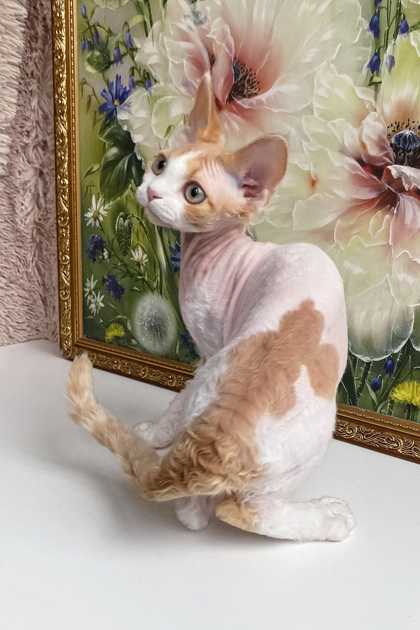 Melissa | Devon Rex Kitten
