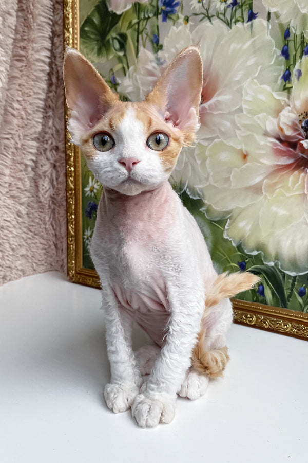 Melissa | Devon Rex Kitten