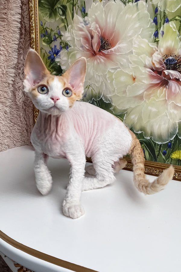 Melissa | Devon Rex Kitten
