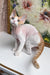 Melissa | Devon Rex Kitten