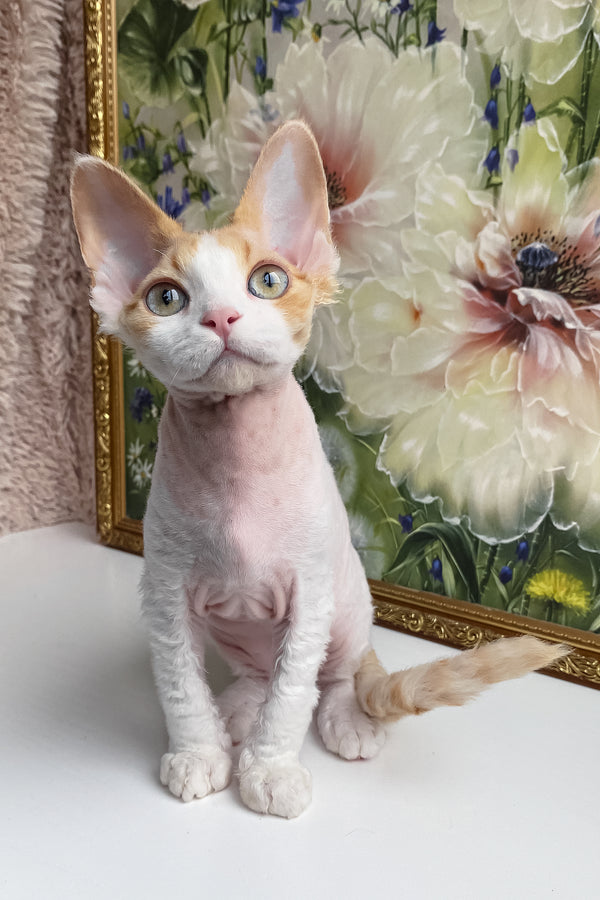 Melissa | Devon Rex Kitten
