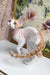 Melissa | Devon Rex Kitten
