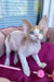 Melissa | Devon Rex Kitten