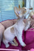 Melissa | Devon Rex Kitten