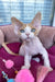 Melissa | Devon Rex Kitten