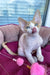 Melissa | Devon Rex Kitten