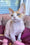 Melissa | Devon Rex Kitten