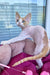 Melissa | Devon Rex Kitten