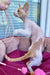 Melissa | Devon Rex Kitten
