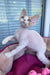 Melissa | Devon Rex Kitten