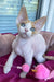 Melissa | Devon Rex Kitten