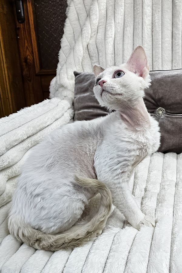 Merlin | Devon Rex Kitten
