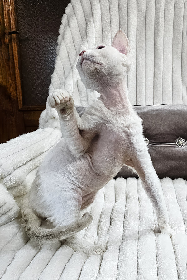 Merlin | Devon Rex Kitten