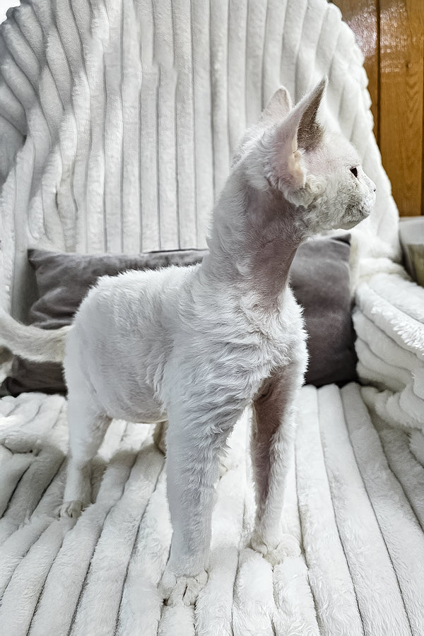 Merlin | Devon Rex Kitten