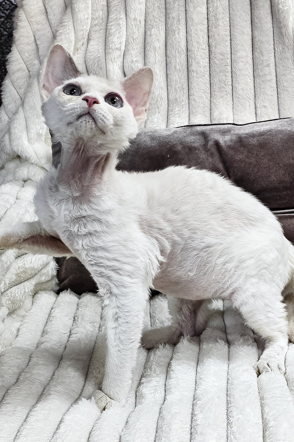 Merlin | Devon Rex Kitten