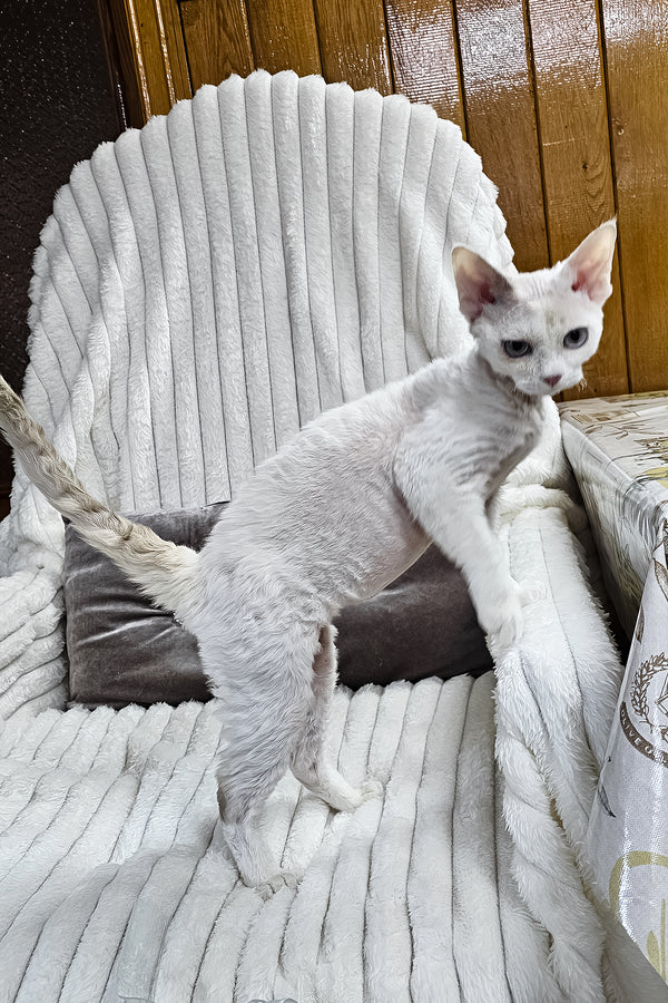 Merlin | Devon Rex Kitten