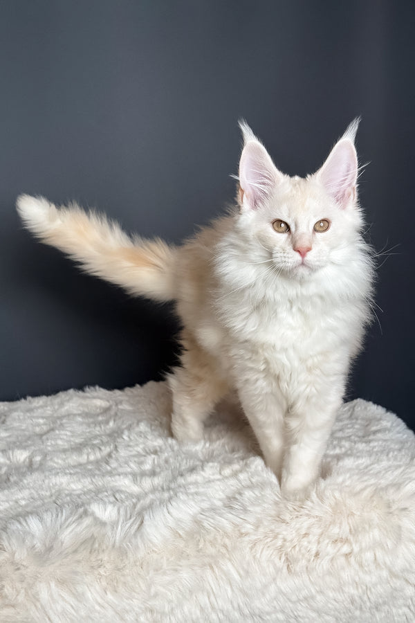Merlin | Maine Coon Kitten