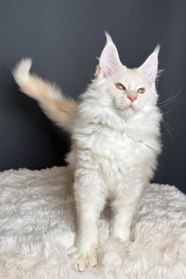 Merlin | Maine Coon Kitten