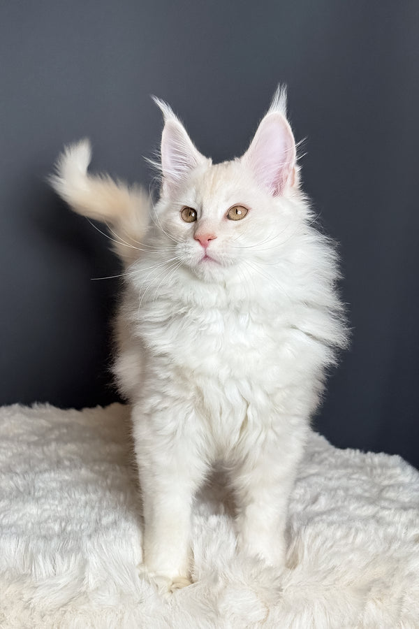 Merlin | Maine Coon Kitten