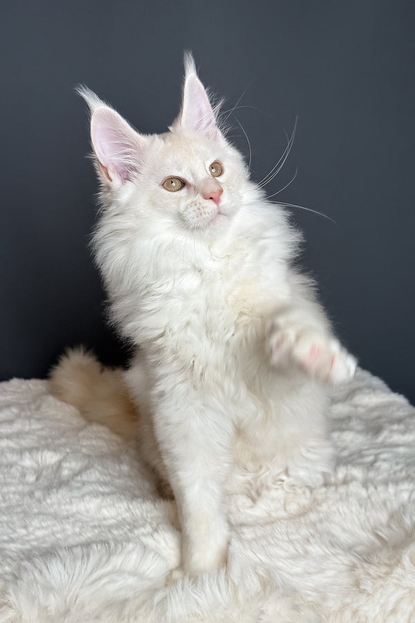 Merlin | Maine Coon Kitten
