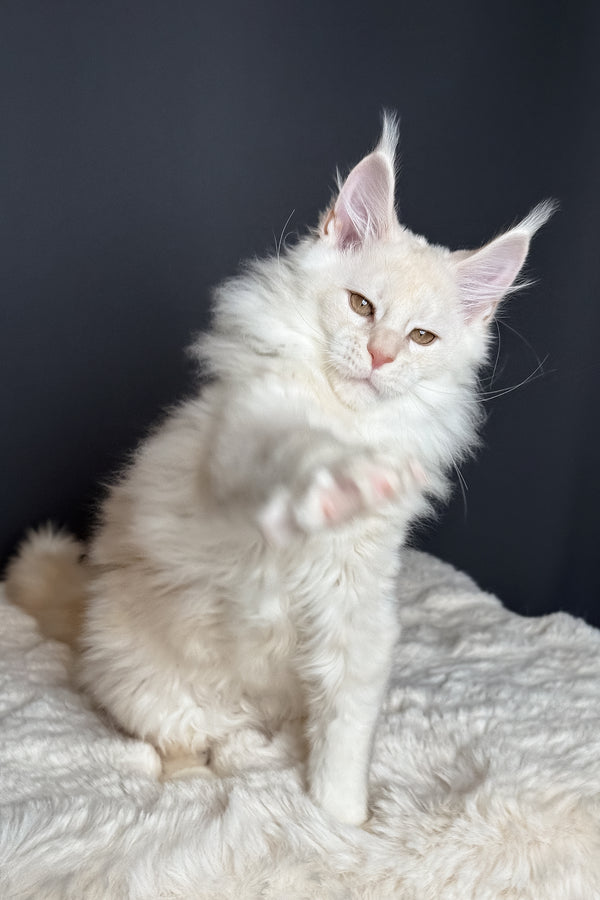 Merlin | Maine Coon Kitten
