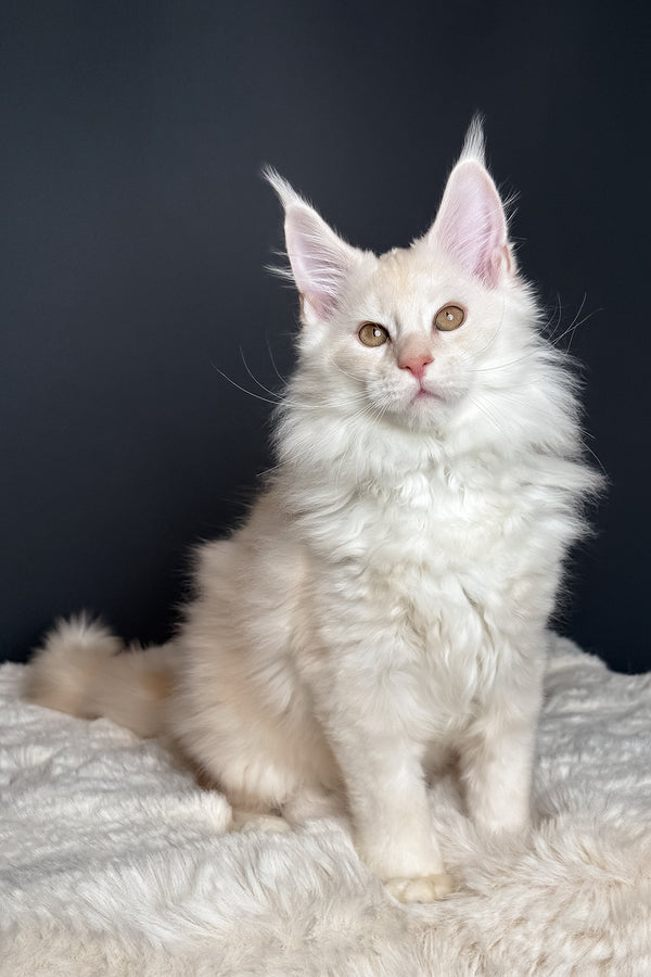 Merlin | Maine Coon Kitten