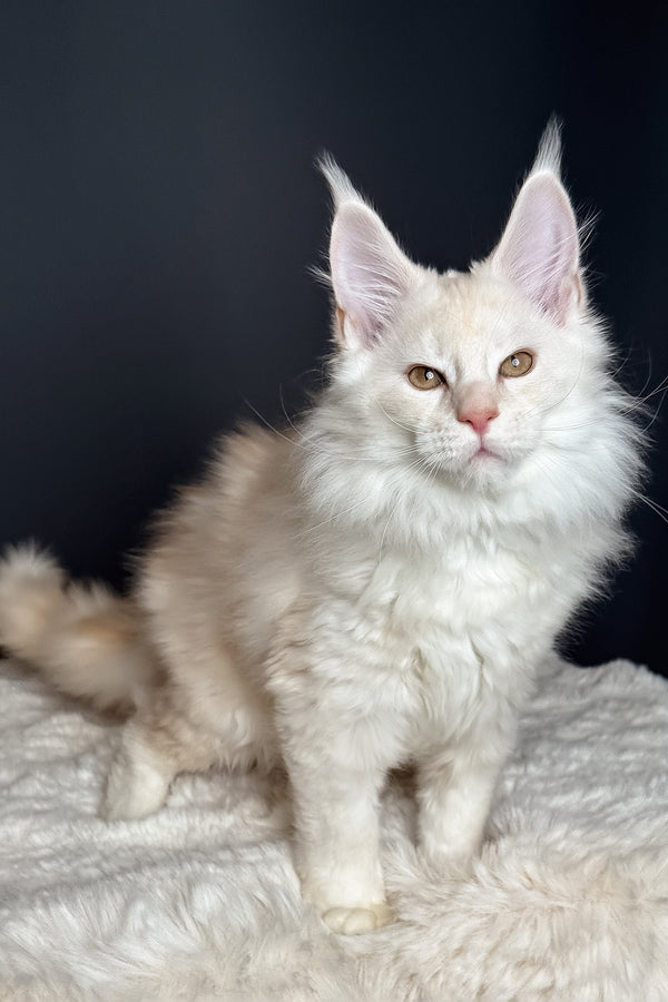 Merlin | Maine Coon Kitten