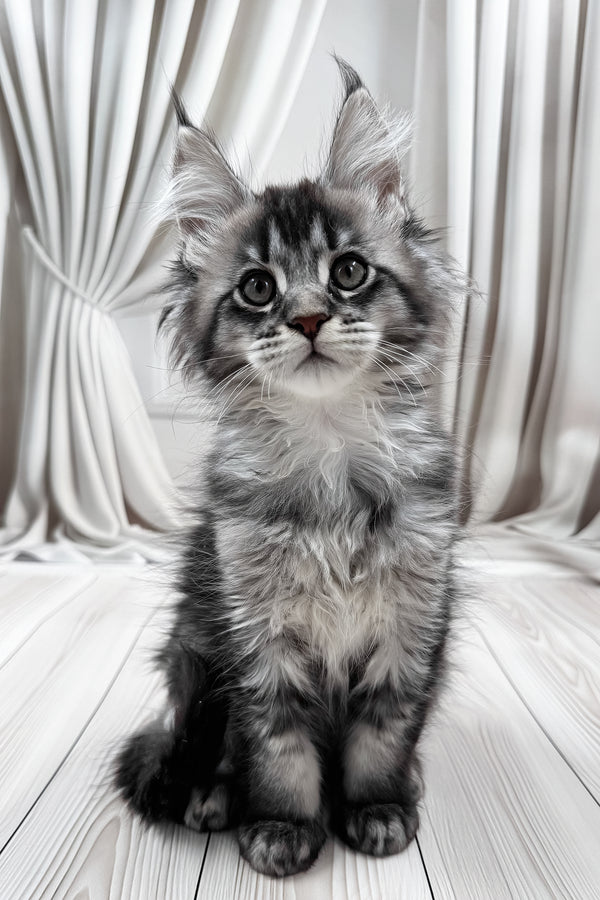 Mers | Maine Coon Kitten