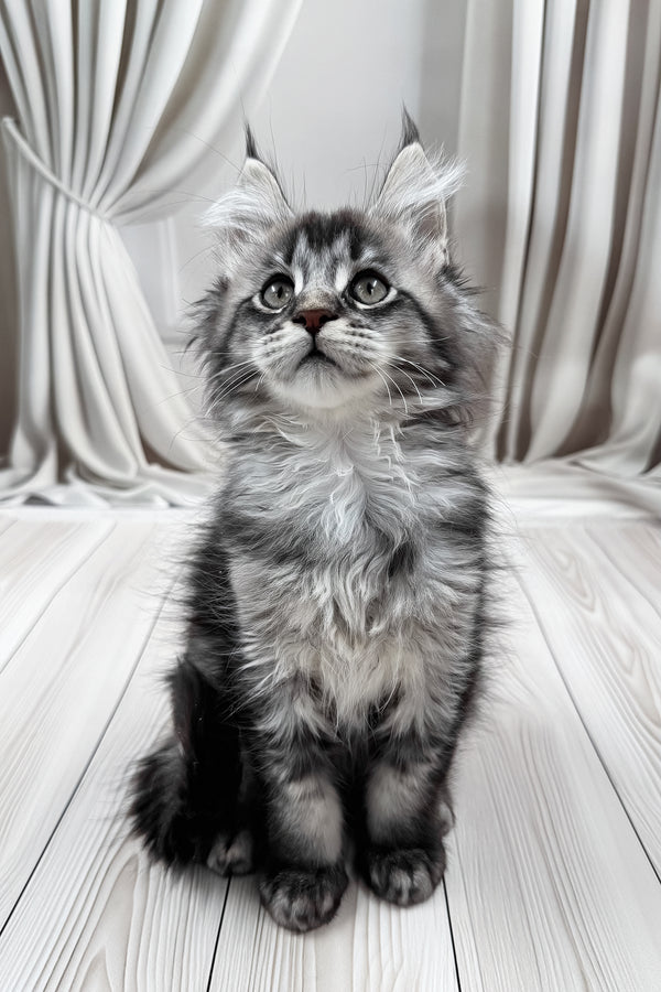 Mers | Maine Coon Kitten