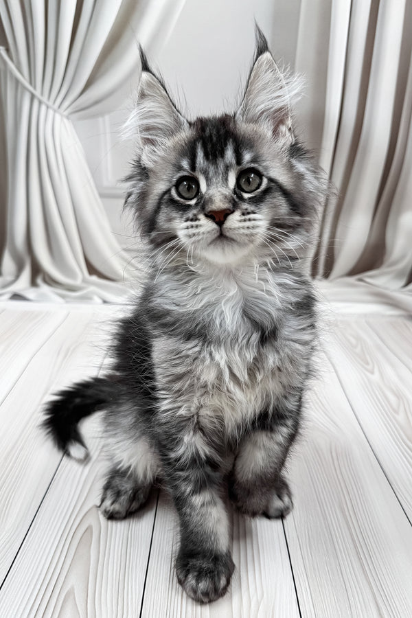 Mers | Maine Coon Kitten