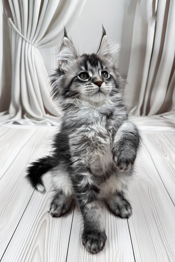 Mers | Maine Coon Kitten