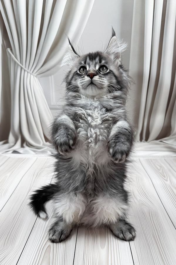 Mers | Maine Coon Kitten