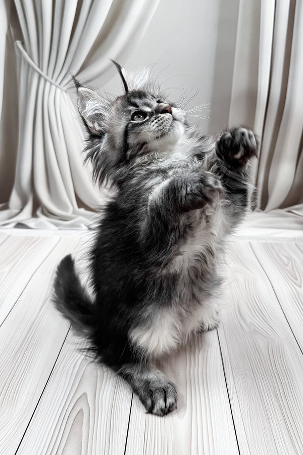 Mers | Maine Coon Kitten