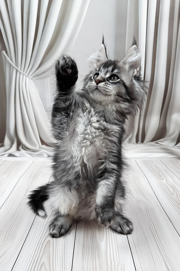 Mers | Maine Coon Kitten