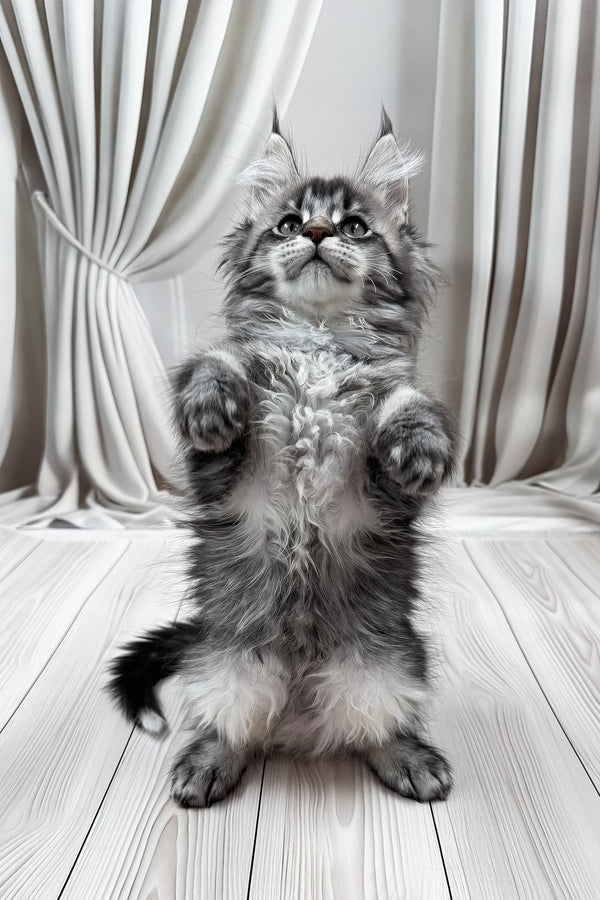 Mers | Maine Coon Kitten