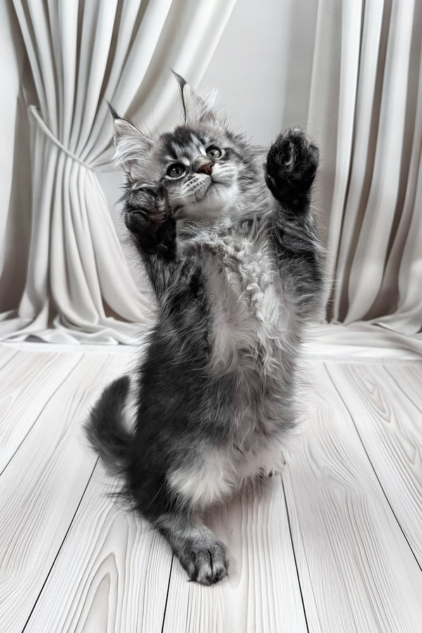 Mers | Maine Coon Kitten