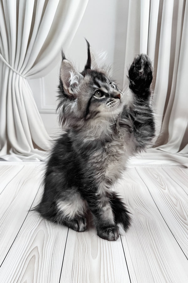 Mers | Maine Coon Kitten