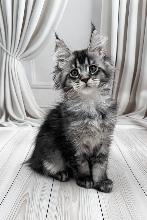 Mers | Maine Coon Kitten