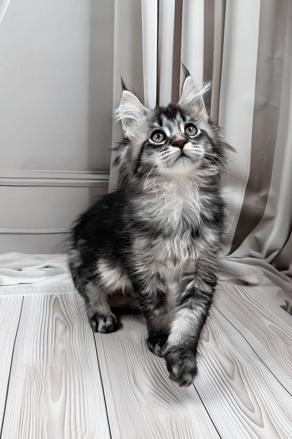 Mers | Maine Coon Kitten