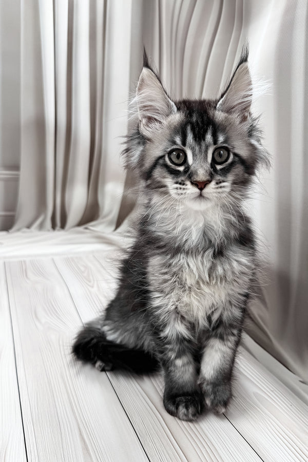 Mers | Maine Coon Kitten