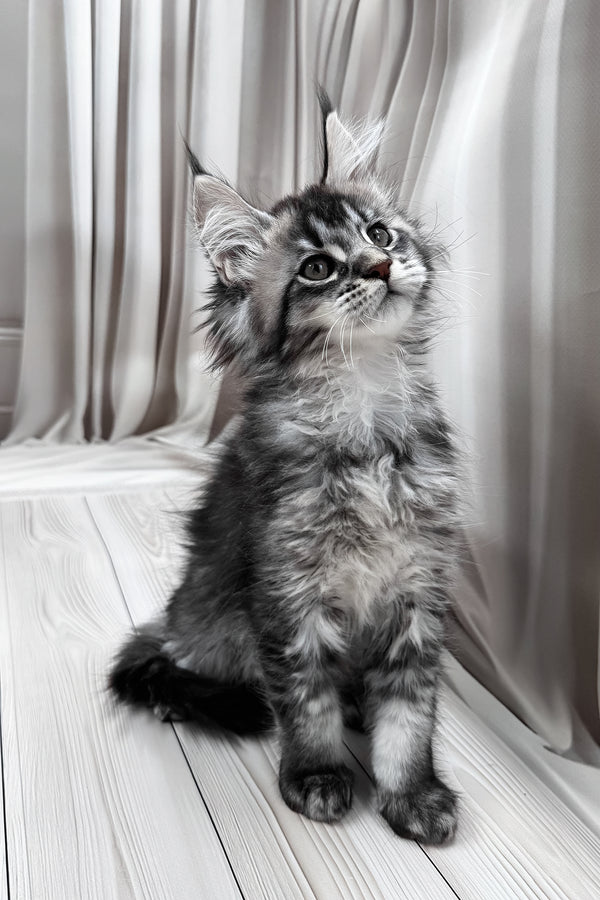 Mers | Maine Coon Kitten