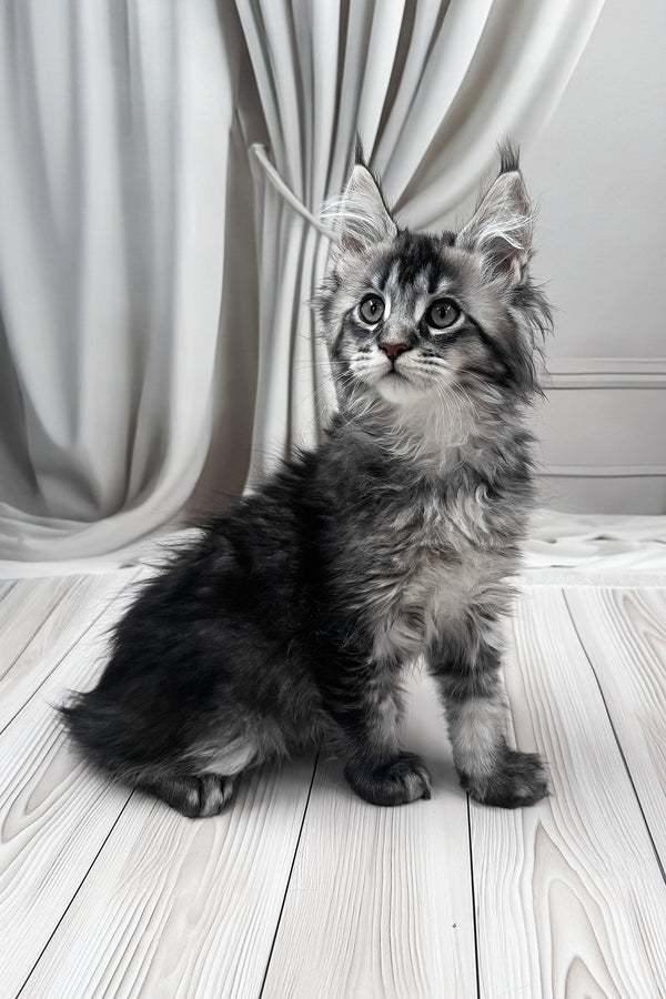 Mers | Maine Coon Kitten