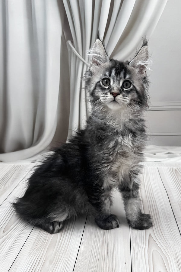 Mers | Maine Coon Kitten