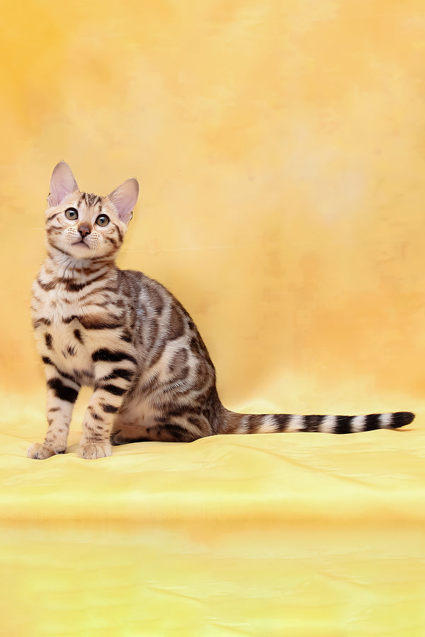 Mia | Bengal Kitten