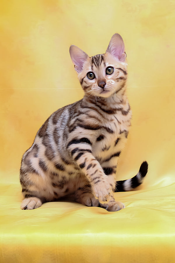 Mia | Bengal Kitten