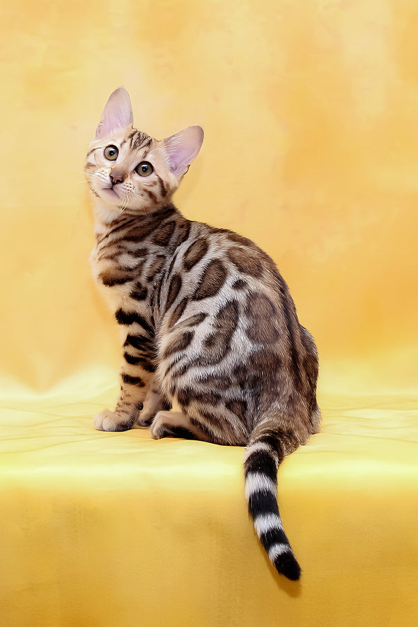 Mia | Bengal Kitten
